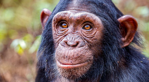 A chimpanzee, Uganda