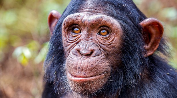 A chimpanzee, Uganda