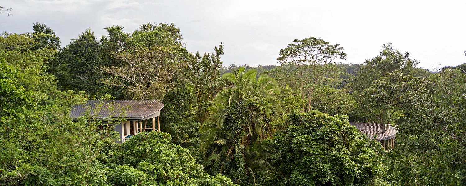 Turaco Treetops rooms nestled amongst the rainforest of Kibale National Park.