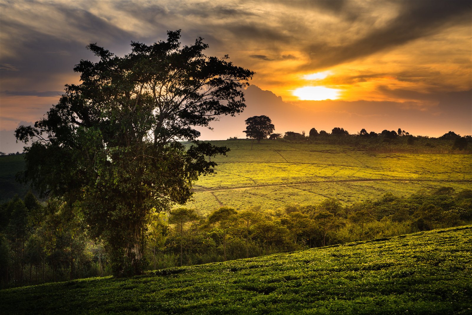 View a tea field at sunset on your Uganda safari, Fort Portal, Uganda