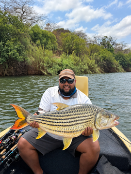 21lbs Zambezi tigerfish
