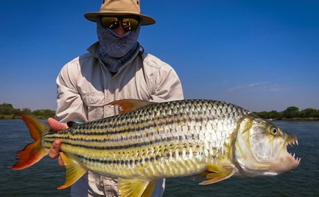 24lbs zambezi tigerfish