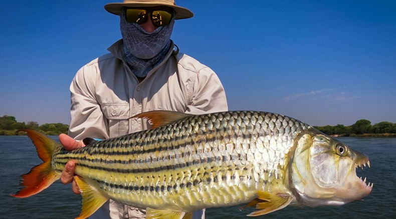 24lbs zambezi tigerfish 24lbs zambezi tigerfish
