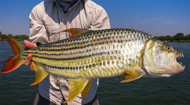 24lbs zambezi tigerfish