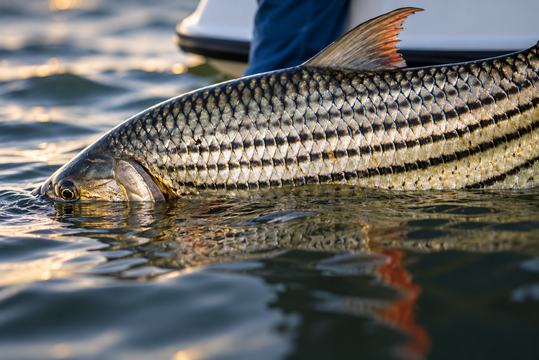 Zambezi River tigerfish