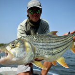 Zambezi river tigerfish