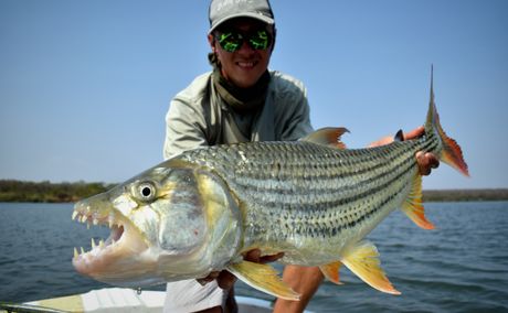 Zambezi river tigerfish