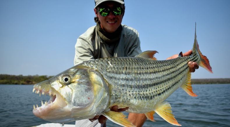 Zambezi river tigerfish