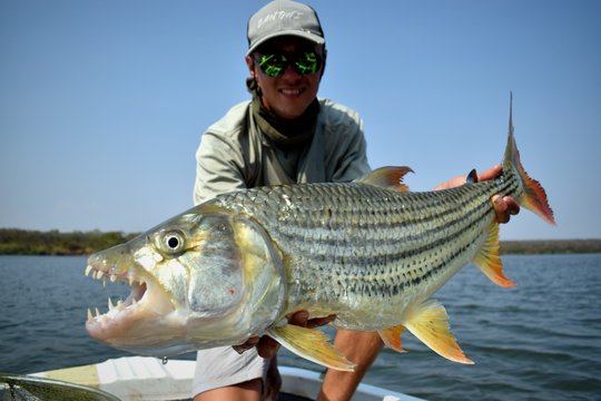 Zambezi river tigerfish