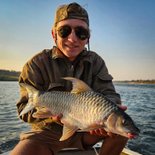 Zambezi Yellowfish