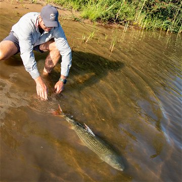 Tigerfish release