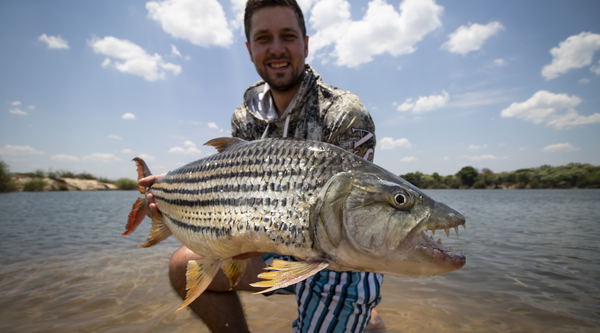 20lbs zambezi tigerfish