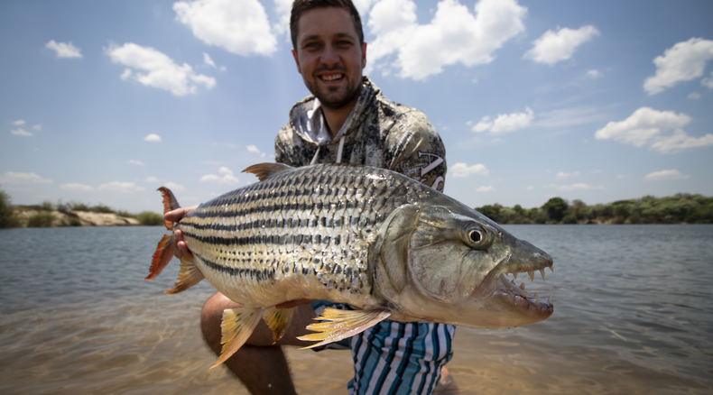 20lbs zambezi tigerfish 20lbs zambezi tigerfish