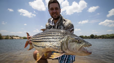 20lbs zambezi tigerfish