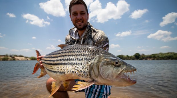 20lbs zambezi tigerfish 20lbs zambezi tigerfish