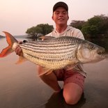 Ngombe Tigerfish Zambezi River