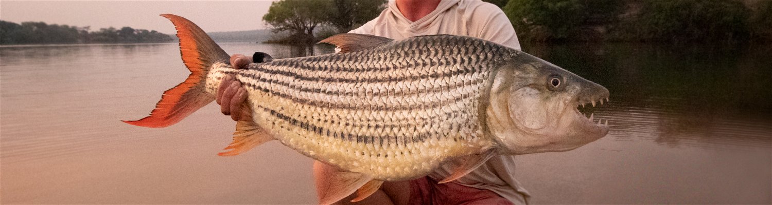 Ngombe Tigerfish Zambezi River