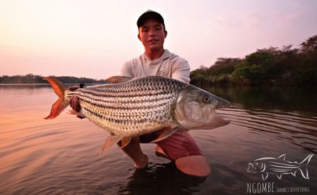 24lbs tigerfish