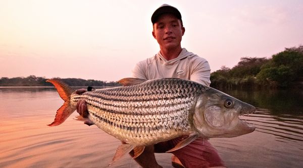 24lbs tigerfish
