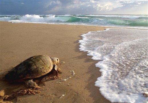 Image of turtle trekking towards the open ocean, taken at Thonga Beach Lodge, an Isibindi Africa Lodge | Eco Africa Digital | Increase ROI with Digital Marketing | Blog
