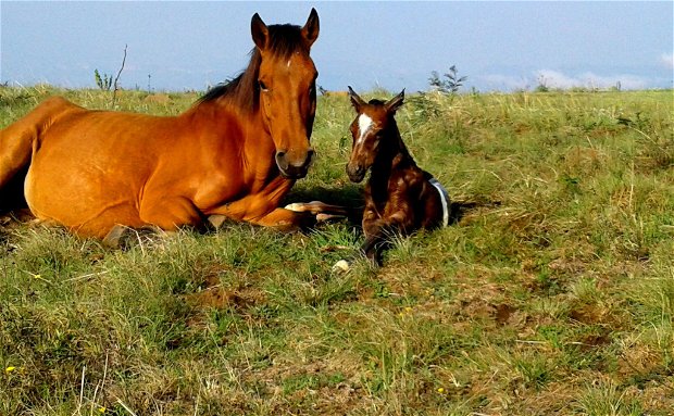 Wild Horses at  Drakensberg Mountain Retreat.