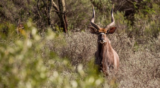 Game Reserves along the Garden Route Game Reserves along the Garden Route