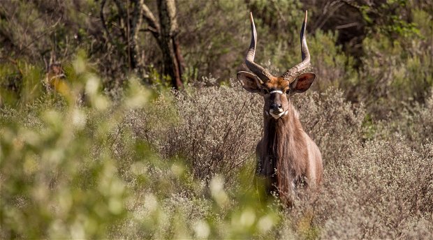 Game Reserves along the Garden Route