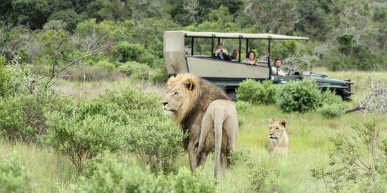 Bush and Beach - 3 nights - from R10,990 pp