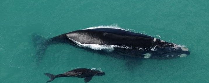 whale and whale calf of the coast from De Hoop Nature Reserve