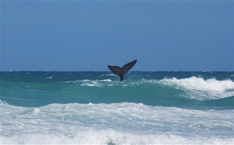 a whale showing off in the waves at de hoop nature reserve