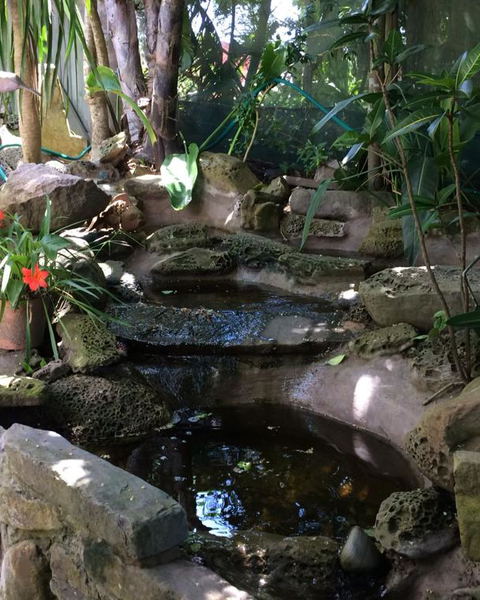 WILD COAST CLIVIAS & SECRET GARDEN