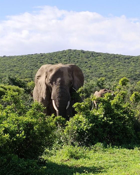 Addo Micro Adventure / Opt. 2
