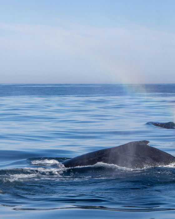 Wine, Whales and Wildlife