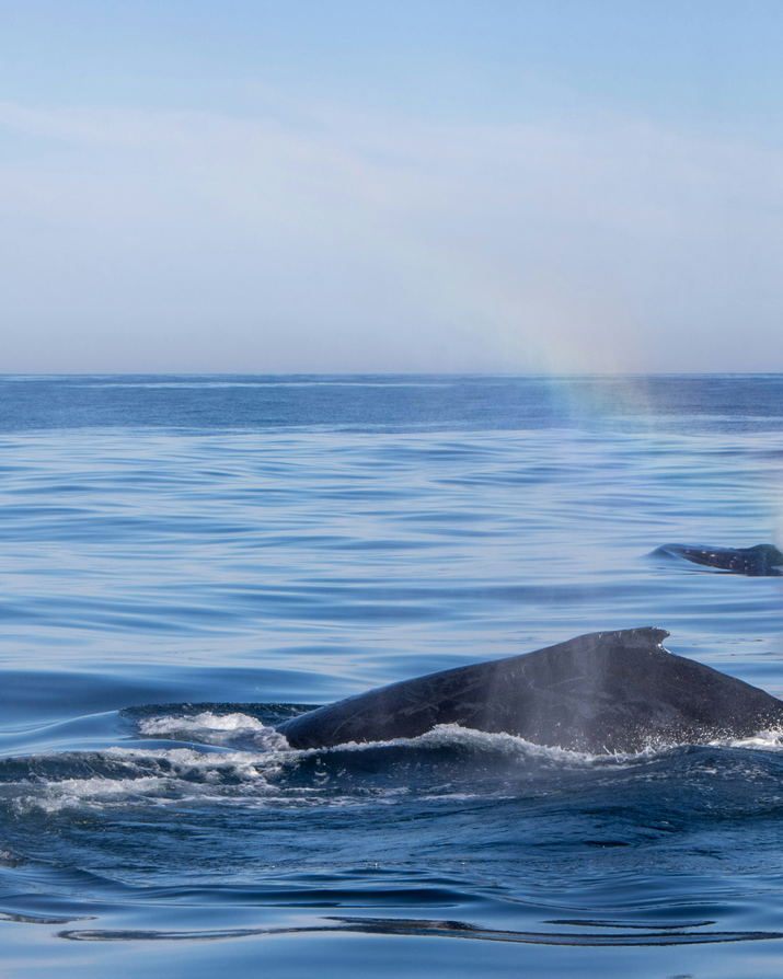 Wine, Whales and Wildlife