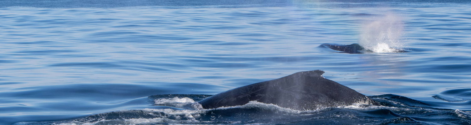 Wine, Whales & Wildlife