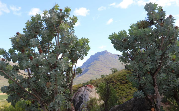 Waboom 4x4 Campsite Mountain