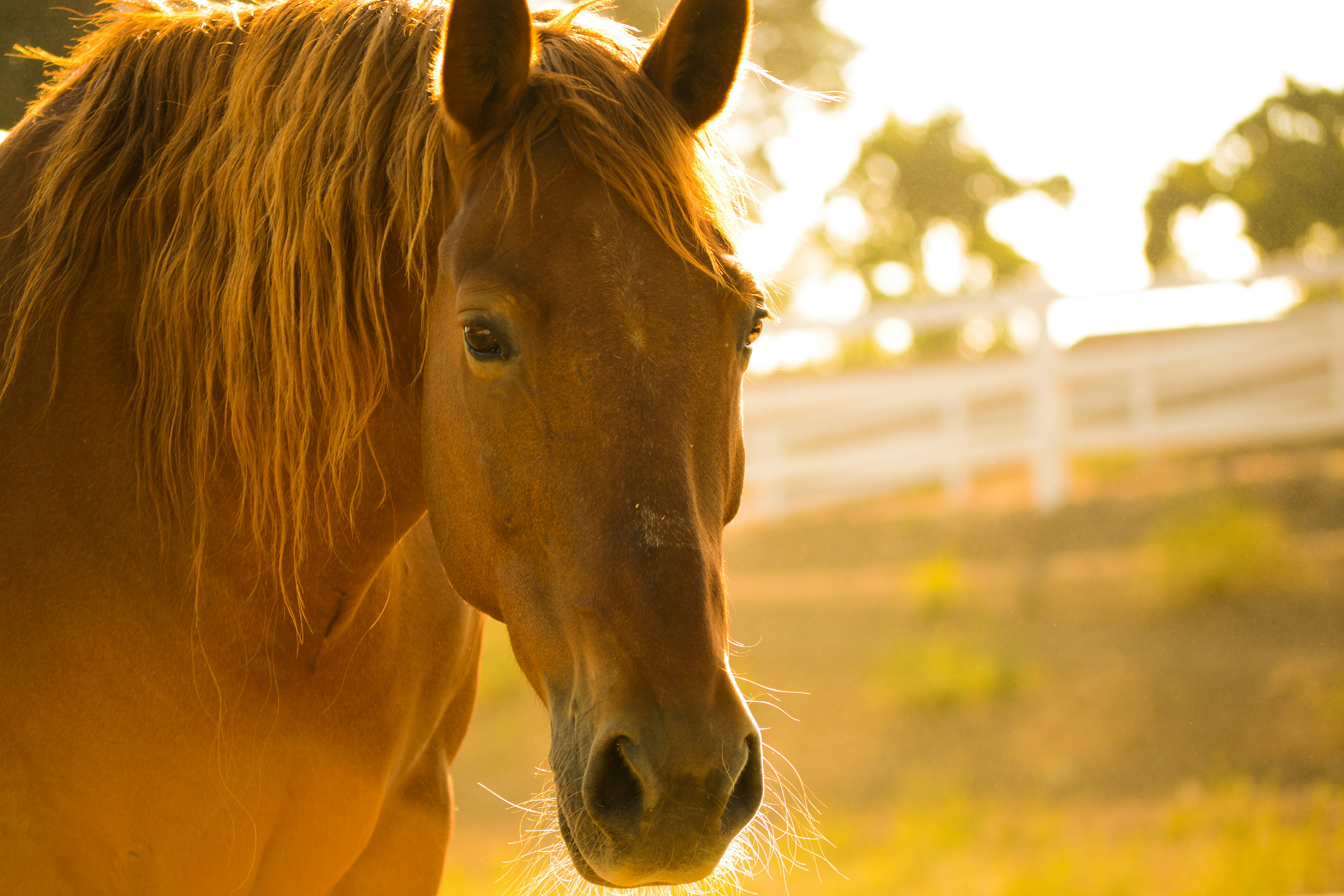 Equestrian Guests