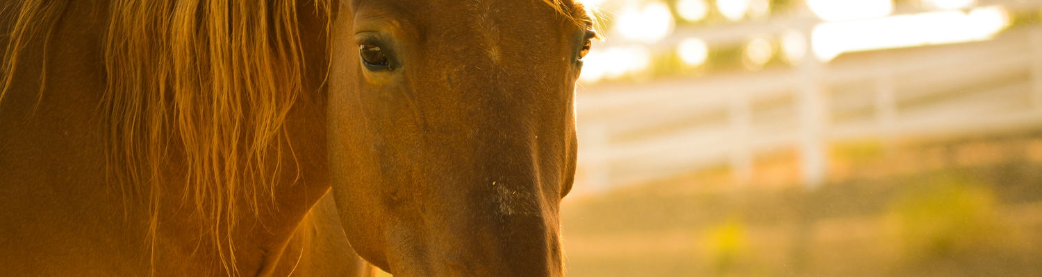 Equestrian Guests