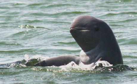 Dolphin Cruise tour Dolphin Cruise tour