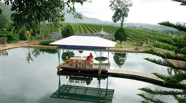 Aythaya Garden Aythaya Garden