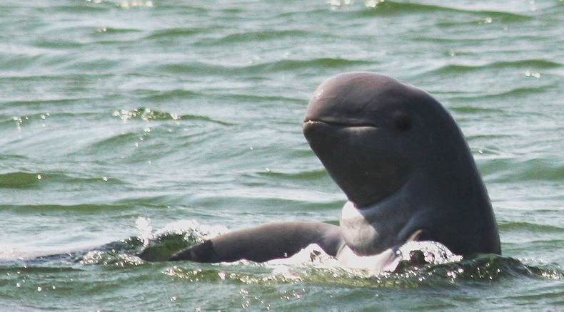 Arrawaddy Dolphin Arrawaddy Dolphin