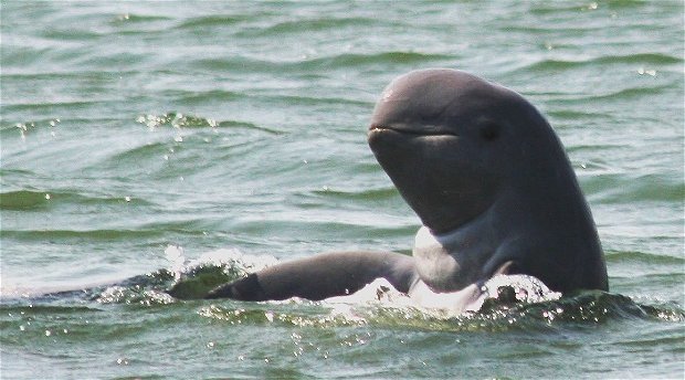 Arrawaddy Dolphin 