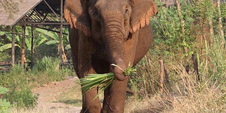 Myanmar River Rail Road