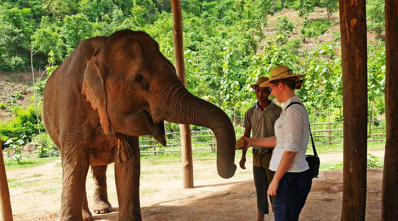 Elephant touching Elephant touching
