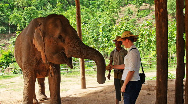 Elephant touching Elephant touching