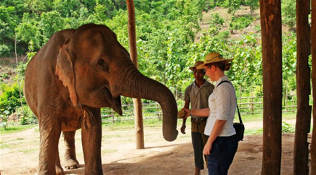 Elephant touching Elephant touching
