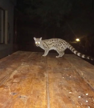 Missy- our beautiful Genet, who visits at night ♥