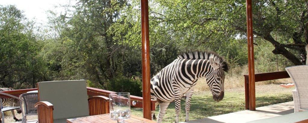 Zebra on patio