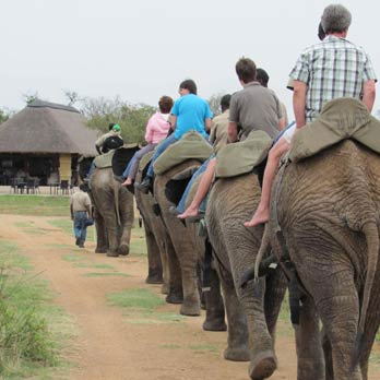 Adventures with Elephants