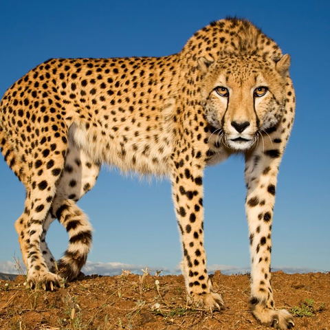 ZA Cheetah Experience